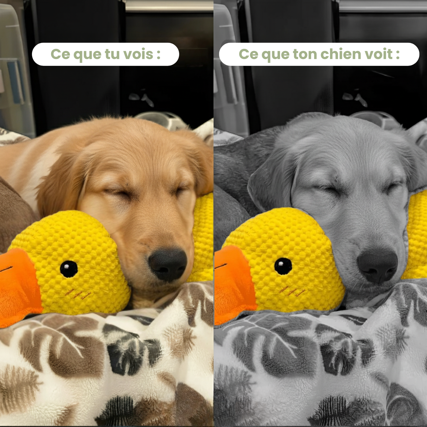 ZenDuck™ - Canard anti-stress.